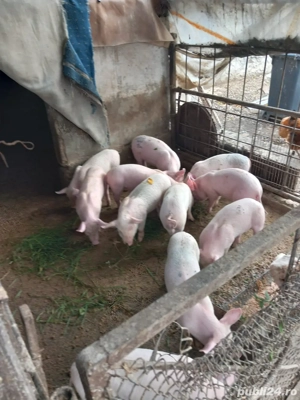 Purcei de vanzare  - imagine 3