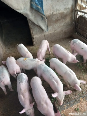Purcei de vanzare 