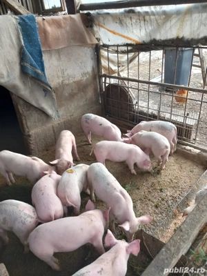 Purcei de vanzare  - imagine 4