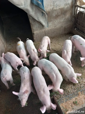 Purcei de vanzare  - imagine 2