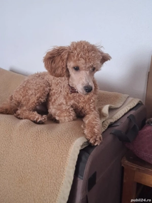 Poodle Caniche masculi maro, apricot si roșu  - imagine 4