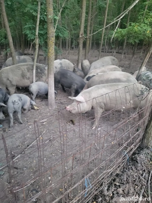 Vând Porci crescuți natural