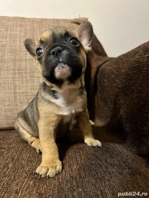 vand pui bulldog francez - imagine 3