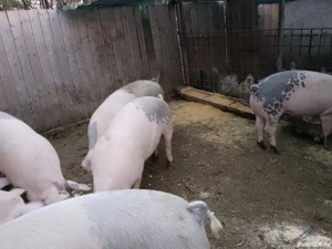 de vânzare porcii  - imagine 4