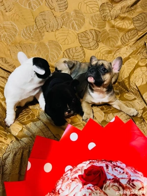 vand pui bulldog francez - imagine 4