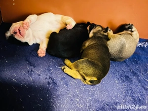 vand pui bulldog francez - imagine 2