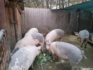 de vânzare porcii  - imagine 3