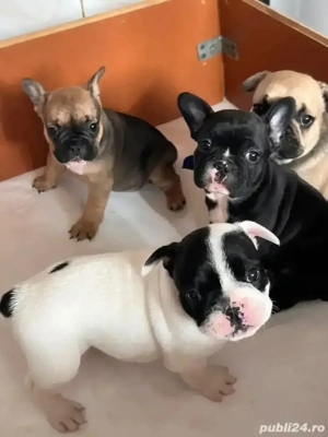 vand pui bulldog francez