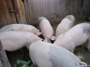 de vânzare porcii  - imagine 2