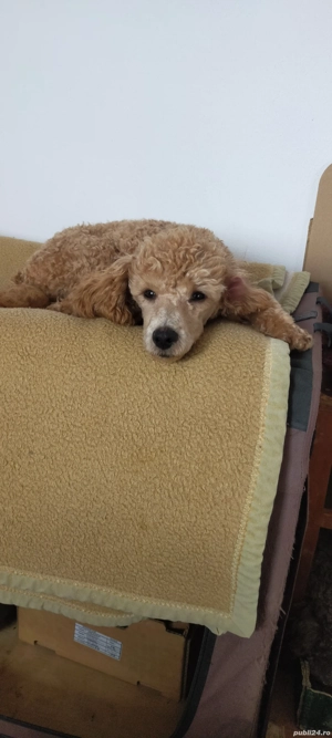 Poodle Caniche masculi maro, apricot si roșu  - imagine 5