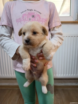 Catel Bichon Maltez - imagine 5