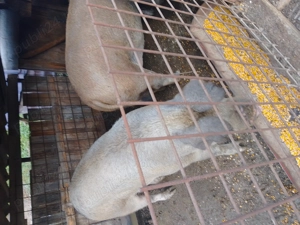 Vând porc de circa 200 de kg. - imagine 2