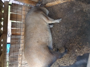 Vând porc de circa 200 de kg. - imagine 5