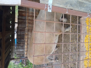 Vând porc de circa 200 de kg. - imagine 6