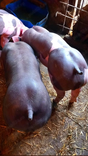 Vand purcei pietrain belgian pur  23 kg  25 kg  - imagine 2