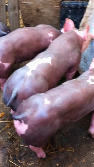 Vand purcei pietrain belgian pur  23 kg  25 kg  - imagine 3