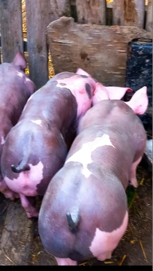 Vand purcei pietrain belgian pur  23 kg  25 kg  - imagine 4