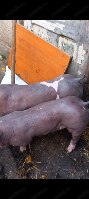 Vand purcei pietrain belgian pur  23 kg  25 kg  - imagine 5