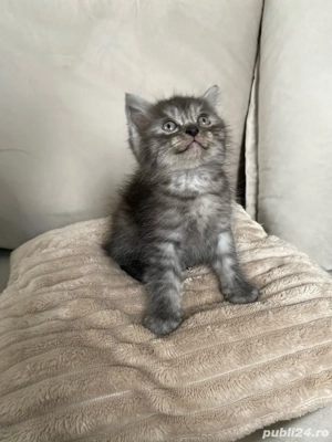 British shorthair pui superbi 
