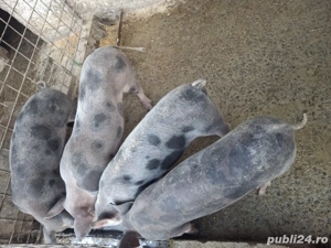 purcei, grasuni si porci de Craciun - imagine 2