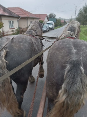 Armasari,Iepe si manji de rasa