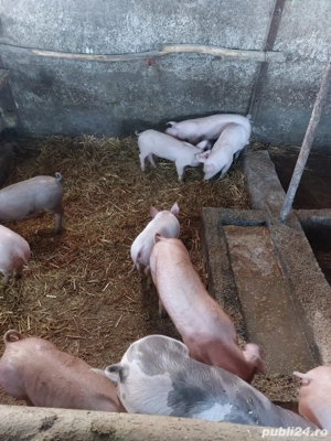 vand porci mici - imagine 3