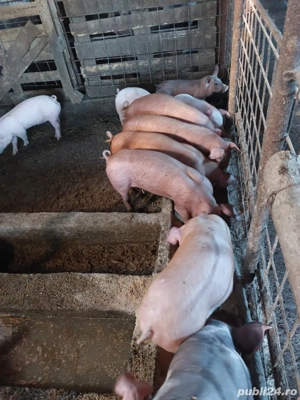 vand porci greutate 20-400kg