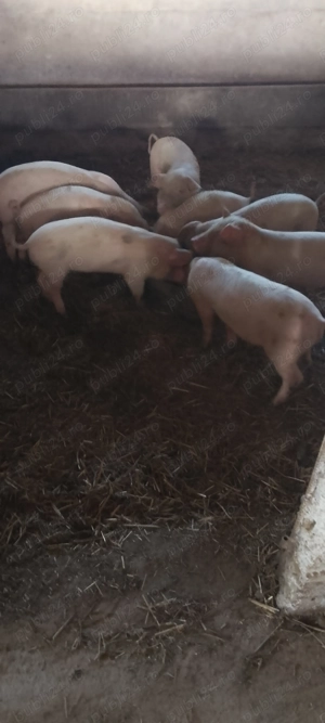 Purceii de vanzare - imagine 3