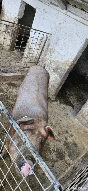 purcei, grasuni si porci de Craciun - imagine 5