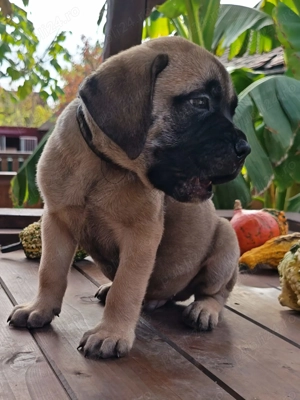 Bullmastiff