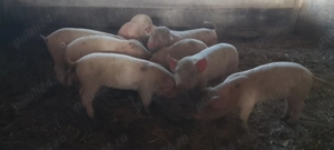 Purceii de vanzare - imagine 2