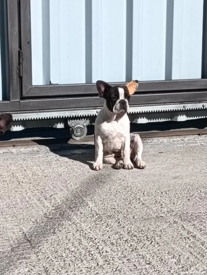 Bulldog francez din părinții cu pedigree  - imagine 3