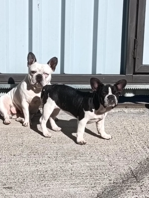 Bulldog francez din părinții cu pedigree  - imagine 2