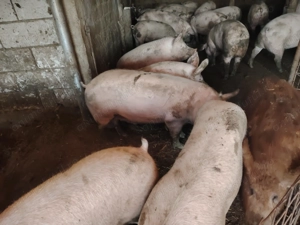 Porci de vânzare   - imagine 5