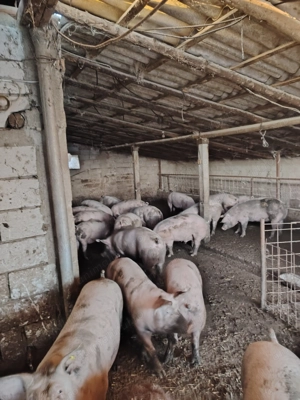 Porci de vânzare  