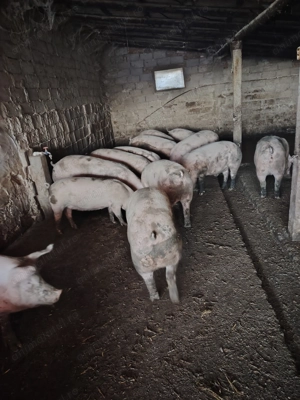 Porci de vânzare   - imagine 2