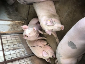 Porci pt sacrificat 