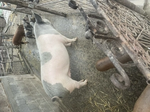 Se pot rezerva de pentru sacrificat  - imagine 2