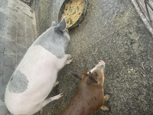 Se pot rezerva de pentru sacrificat  - imagine 3