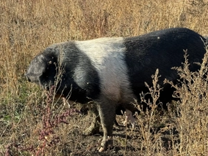 Porci Mangalița sau Bazna Crescuți Natural