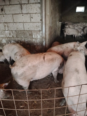 Porci de vânzare   - imagine 4