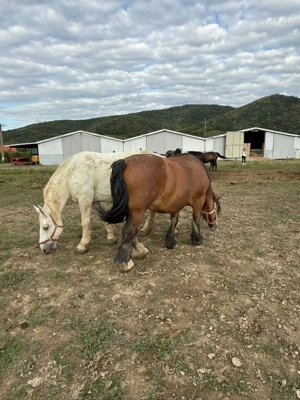 Armasari de rasa - imagine 2