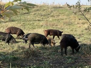 Porci Mangalița sau Bazna Crescuți Natural - imagine 3