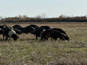 Porci Mangalița sau Bazna Crescuți Natural - imagine 2