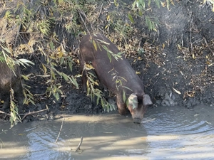 Porci Mangalița sau Bazna Crescuți Natural - imagine 4