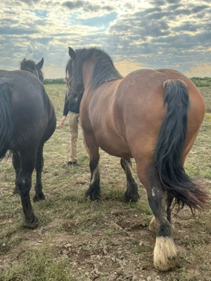 Armasari de rasa - imagine 3