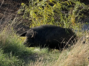 Porci Mangalița sau Bazna Crescuți Natural - imagine 5