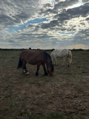 Armasari de rasa - imagine 4