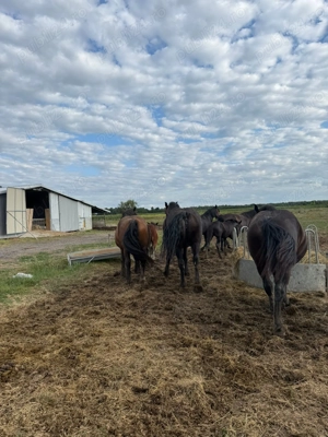 Armasari de rasa - imagine 5