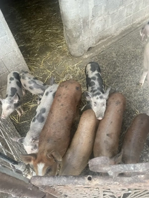 Se pot rezerva de pentru sacrificat  - imagine 4